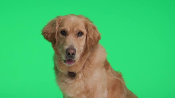 Tatlı Golden Retriever Köpeği Nin Videosu Dili Dışarı Çıkmış Soluk — Stok video