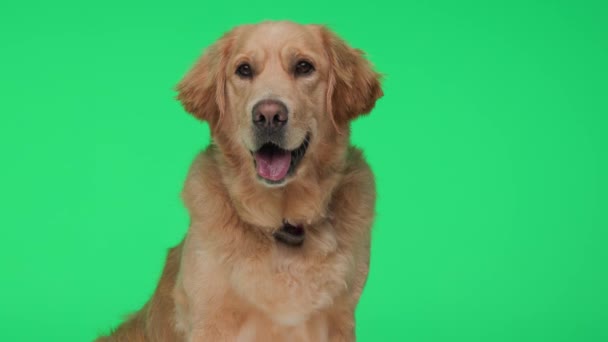美丽的拉布拉多猎犬在向前看和坐在绿色背景上的同时 伸出舌头喘息 — 图库视频影像