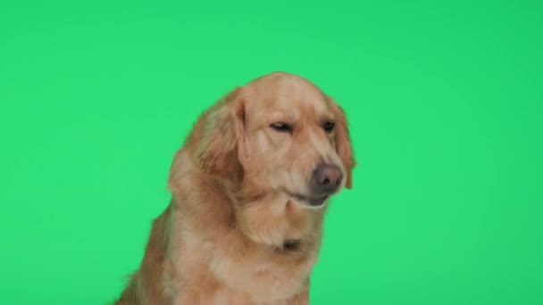 Adorabile Cucciolo Golden Retriever Seduto Guardando Avanti Sporgere Lingua Ansimando — Video Stock