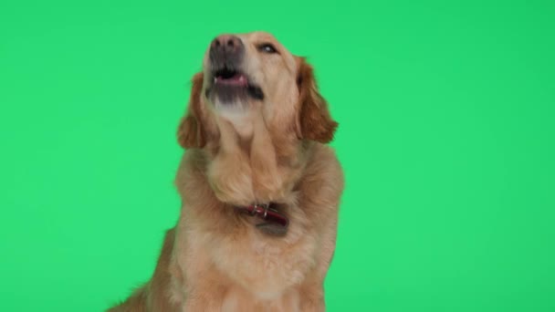 好奇的拉布拉多猎犬 领子向上看 伸出舌头 舔鼻子 在绿色背景前喘息 — 图库视频影像