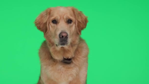 かわいいゴールデンレトリーバー犬は首輪を着用し 呼び出されると頭を回し 舌を突き出し 緑の背景にパンチング — ストック動画