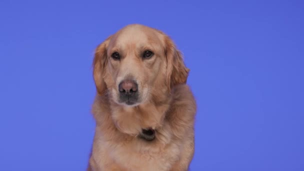 Tatlı Golden Retriever Köpek Yavrusu Yukarı Bakıyor Burnunu Yalarken Merak — Stok video