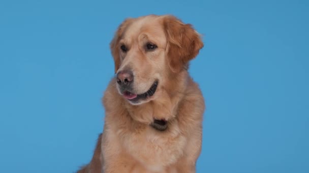 Güzel Goldie Köpeği Yan Yana Bakar Mavi Arka Planda Otururken — Stok video