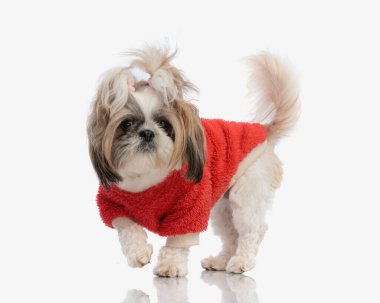 Kırmızı ceketli ve at kuyruklu sevimli küçük shih tzu dişi köpek beyaz arka planda hareket edip duruyor.