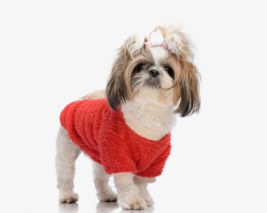 Kırmızı ceketli şirin shih tzu köpeğinin resmi, ileriye bakıyor ve beyaz arka planda yürüyor.