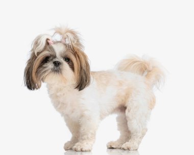 Güzel shih tzu dişi köpeğinin yan görüntüsü at kuyruklu beyaz arka planda dikilen ve ileriye bakan