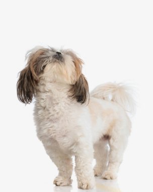 hevesli küçük shih tzu köpeği meraklı, beyaz arka planda dururken atıştırmalık bir şeyler arıyor.