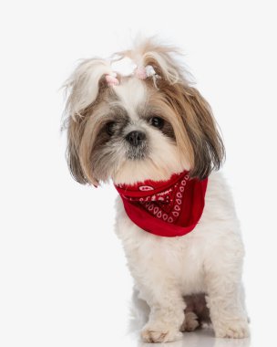 Kırmızı bandana takan ve beyaz arka planda otururken uzaklara bakan at kuyruklu tatlı Shih Tzu köpek yavrusu.