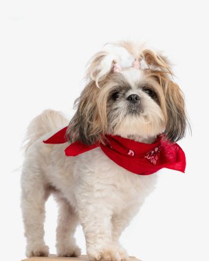 Güzel, küçük shih tzu dişi köpek. At kuyruklu, boynuna kırmızı bandana takmış ve beyaz arka planın önünde duruyor.