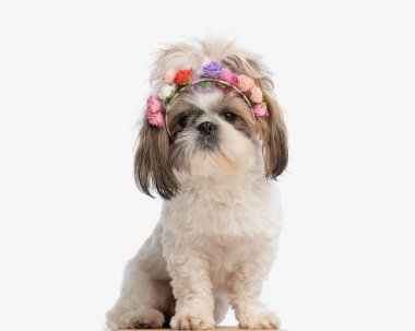 Sevimli küçük dişi shih tzu köpeği çiçek bandıyla beyaz arka planda oturuyor ve ileriye bakıyor.