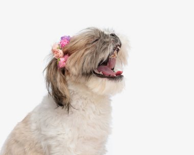 komik shih tzu köpeği çiçek bandıyla yukarı bakıyor ve havlıyor, yemek isterken beyaz arka planda oturuyor