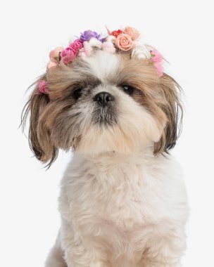 Güzel shih tzu köpeğinin portresi çiçek bandıyla ileriye bakıyor ve beyaz arka planda oturuyor.