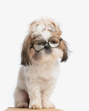 Atkuyruklu, gözlüklü ve beyaz arka planda oturan sevimli akıllı shih tzu yavrusu.