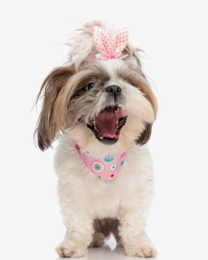 heyecanlı shih tzu köpek yavrusu benekli at kuyruğu ve pembe bandanalı boynunda hevesli ve havlayan beyaz arka planda dururken