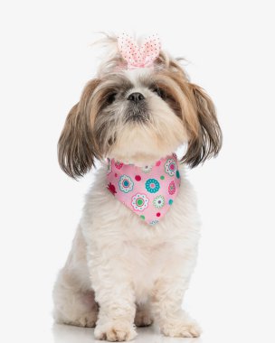 sevimli küçük shih tzu dişi köpek pembe bandanalı ve benekli at kuyruklu ileriye bakıyor ve beyaz arka planda oturuyor