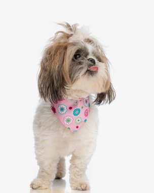 Boynunda pembe bandana olan sevimli küçük shih tzu köpeği beyaz arka planda otururken dışarı bakar ve dille nefes nefese kalır. 
