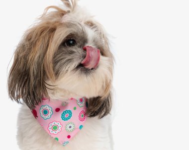 Pembe bandanalı güzel shih tzu köpeğinin portresi beyaz arka planda başka yere bakarken burnunu yalıyor. 