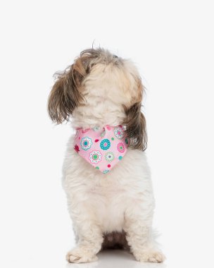 Açgözlü küçük shih tzu dişi köpek. Pembe bandanalı. Beyaz arka planda otururken kafasını kaldırıp yemek için yalvarıyor.