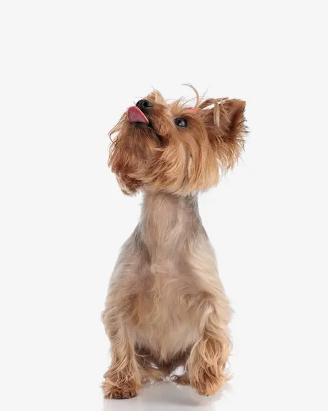 Greedy Little Yorkshire Terrier Puppy Looking Sticking Out Tongue Waiting — Stock Photo, Image