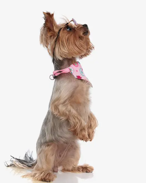 Side View Curious Yorkie Dog Sunglasses Pink Bandana Standing Back — Stock Photo, Image