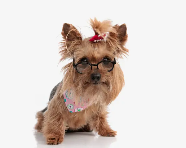 Smart Yorkshire Terrier Cachorro Con Gafas Lazo Rojo Bandana Rosa — Foto de Stock
