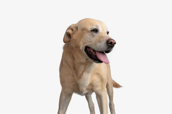 Tatlı Golden Retriever Köpek Yavrusu Beyaz Arka Planda Dikilirken Dilini — Stok fotoğraf