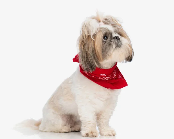 Side View Shy Shih Tzu Puppy Red Bandana Ponytails Looking — Stock Photo, Image