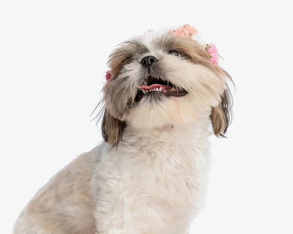 Excited Little Shih Tzu Puppy Flowers Headband Looking Panting Sticking — Stock Photo, Image