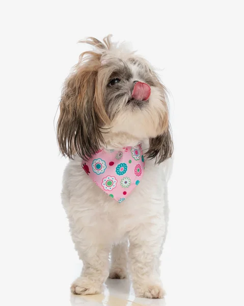 Beautiful Shih Tzu Puppy Pink Bandana Looking Licking Nose While — Stock Photo, Image