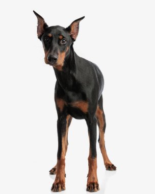 Beyaz arka planda duran sevimli Dobermann yavrusu.