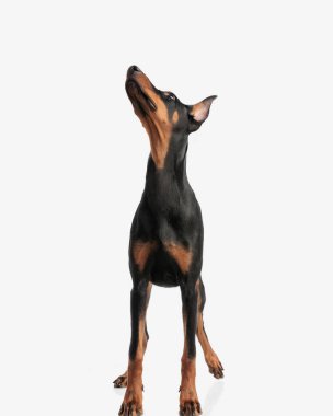 tapılası Dobermann beyaz arka planda dururken yukarı doğru bakıyor.