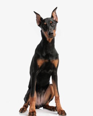 Tatlı doberman pinscher izole edilmiş beyaz arka planda oturuyor.