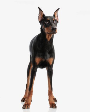 Hevesli Dobermann, beyaz arka planda dikilirken yukarı doğru bakıyor.