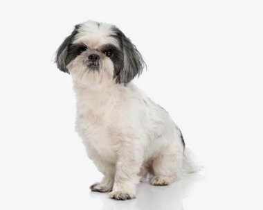Beyaz arka planda oturan sevimli shih tzu