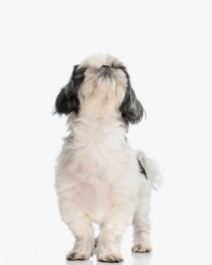 Şirin shih tzu, izole edilmiş arka planda dururken yukarı bakıyor.