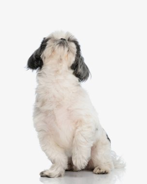 Oturmuş Shih tzu beyaz arkaplanı merak ederken yukarı bakıyor