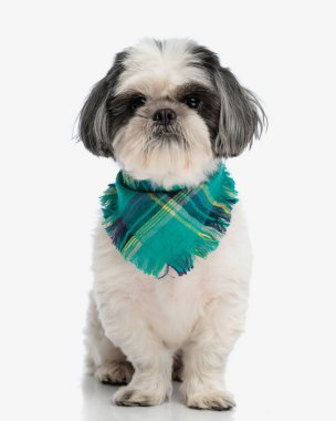 Renkli eşarp takan sevimli shih tzu izole edilmiş arka planda oturuyor.