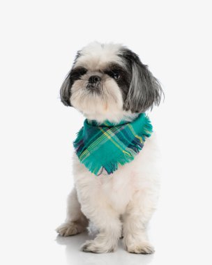 Meraklı shih tzu yeşil bandana takıyor, yalıtılmış arka planda otururken yana bakıyor.