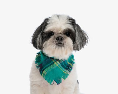  Yeşil eşarplı sevimli shih tzu köpek yavrusuna yakın durun.