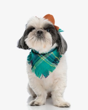 Bandana ve şapka takan hevesli shih tzu izole edilmiş arka planda otururken yukarı bakıyor.