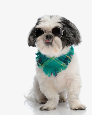 Serin Shih tzu bandana ve güneş gözlüğü ile beyaz arka planda otururken yan yana otururken soluk soluğa