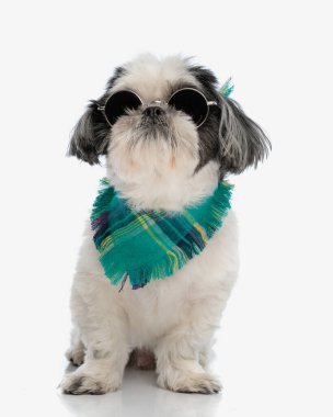 Güneş gözlüğü takan sevimli shih tzu ve yeşil bandana izole edilmiş arka planda otururken yukarı bakıyor.
