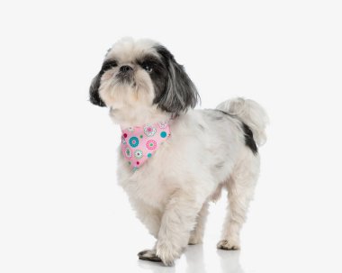 Pembe bandana takmış hevesli shih tzu beyaz arka plana bakarken yan yana yürüyor