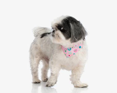 Şirin shih tzu pembe eşarp takıyor, yalıtılmış arka planda dikilirken yan tarafa bakıyor.