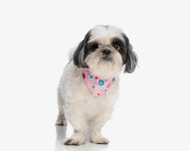 Pembe bandanalı şirin shih tzu izole edilmiş arka planda duruyor.
