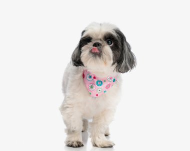 Aç Shih tzu pembe eşarp takıyor, burnunu yalıyor ve izole bir arka planda duruyor.