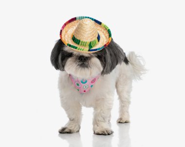 Komik shih tzu pembe bandana takıyor ve gözlere şapka takıyor.