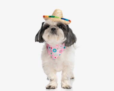 ilginç shih tzu renkli bandana ve şapka beyaz arka planda dururken yukarı bakıyor