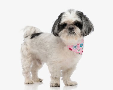 Yalıtılmış arka planda dururken pembe bandana takan şirin shih tzu 'nun yan görüntüsü