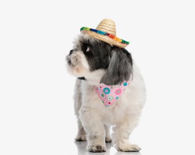 tapılası shih tzu pembe bandana ve şapka takıyor yalıtılmış arka planda dikilirken yandan yana bakıyor